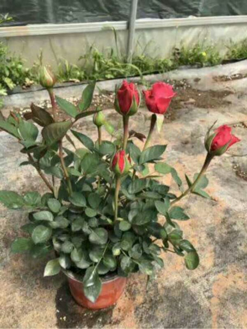 玫瑰花10~20cm