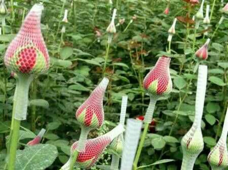 玫瑰花10~20cm