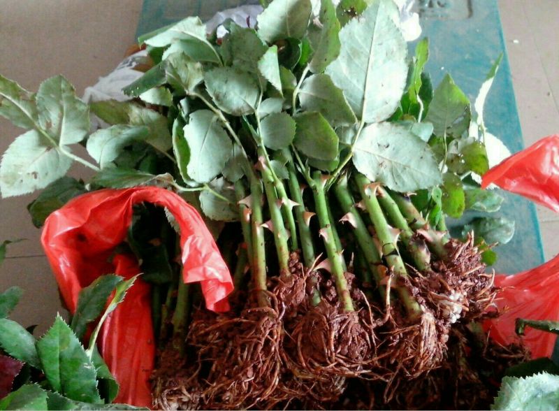 玫瑰花10~20cm
