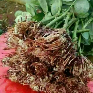玫瑰花10~20cm