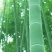绿竹14~15m
