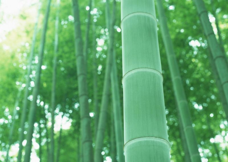 绿竹14~15m