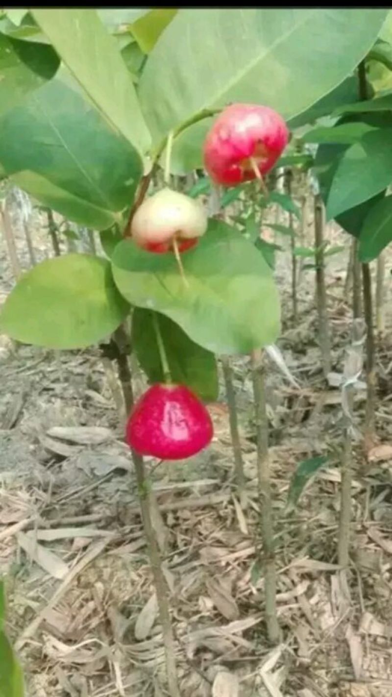 莲雾苗大叶红莲雾苗黑金刚莲雾苗广西发货