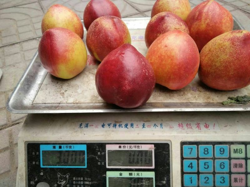 露天红油桃蒙阴蜜桃油桃黄油桃代办代发整车装车一件代发落地