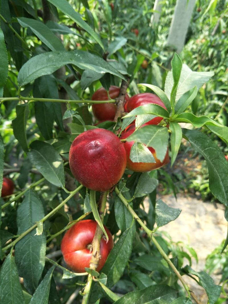 露天红油桃蒙阴蜜桃油桃黄油桃代办代发整车装车一件代发落地