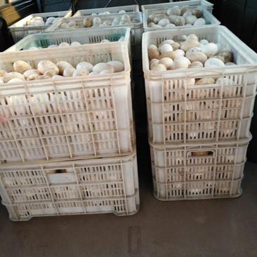 土鹅蛋一件12枚批发新鲜鹅蛋双簧鹅蛋常年供应