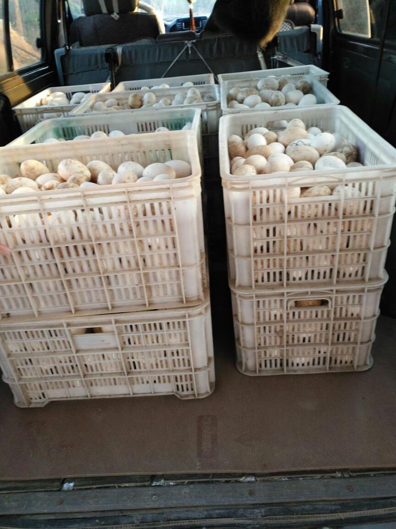 土鹅蛋一件12枚批发新鲜鹅蛋双簧鹅蛋常年供应