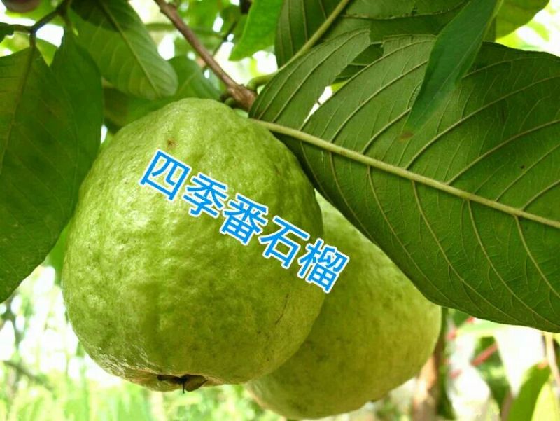 珍珠番石榴苗，西瓜红番石榴，红宝石番，四季开花结果易管理