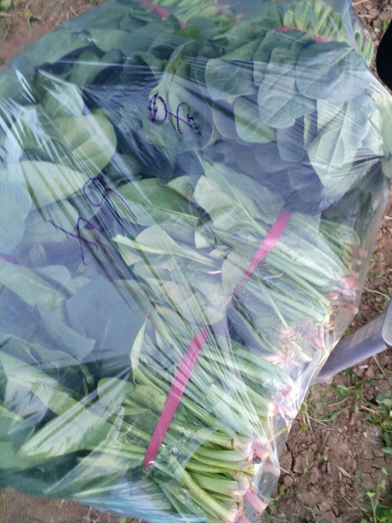 大叶菠菜20~25厘米