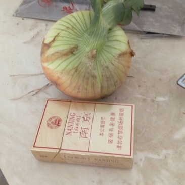 黄皮洋葱8厘米以上