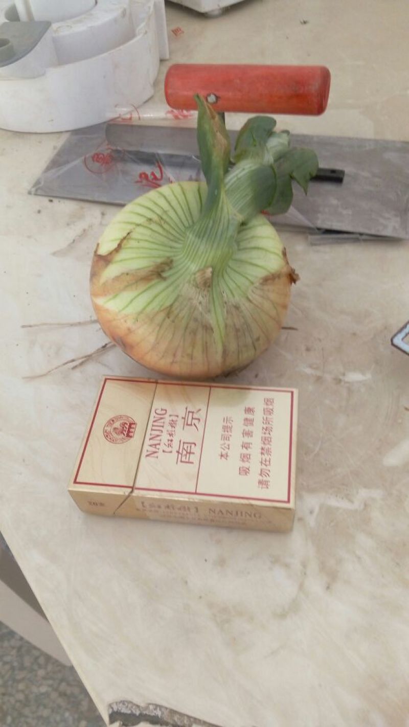 黄皮洋葱8厘米以上
