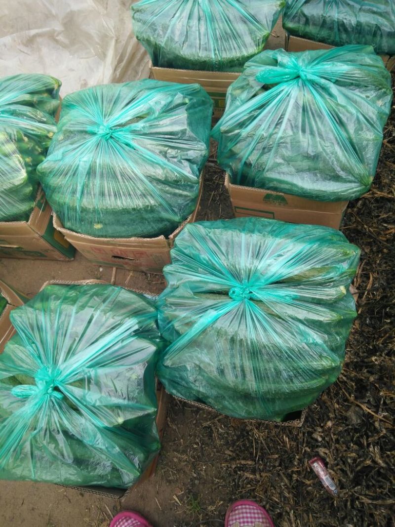 德瑞特72125公分以上鲜花带刺