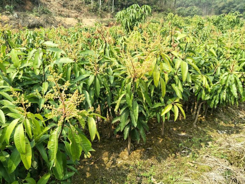 金煌芒树苗1~1.5m