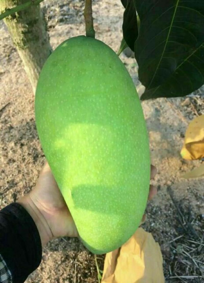 金煌芒树苗1~1.5m