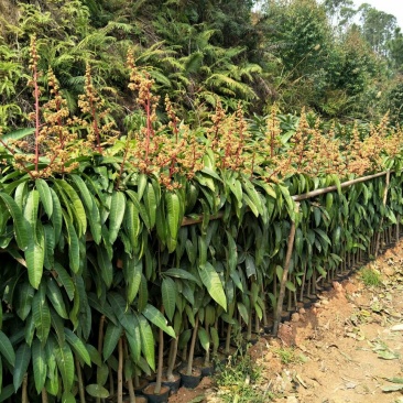 金煌芒树苗1~1.5m