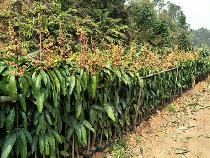 金煌芒树苗1~1.5m