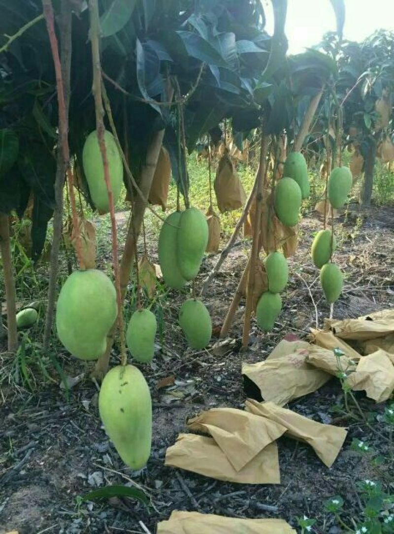 金煌芒树苗1~1.5m