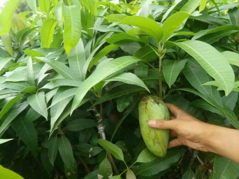 金煌芒树苗1~1.5m