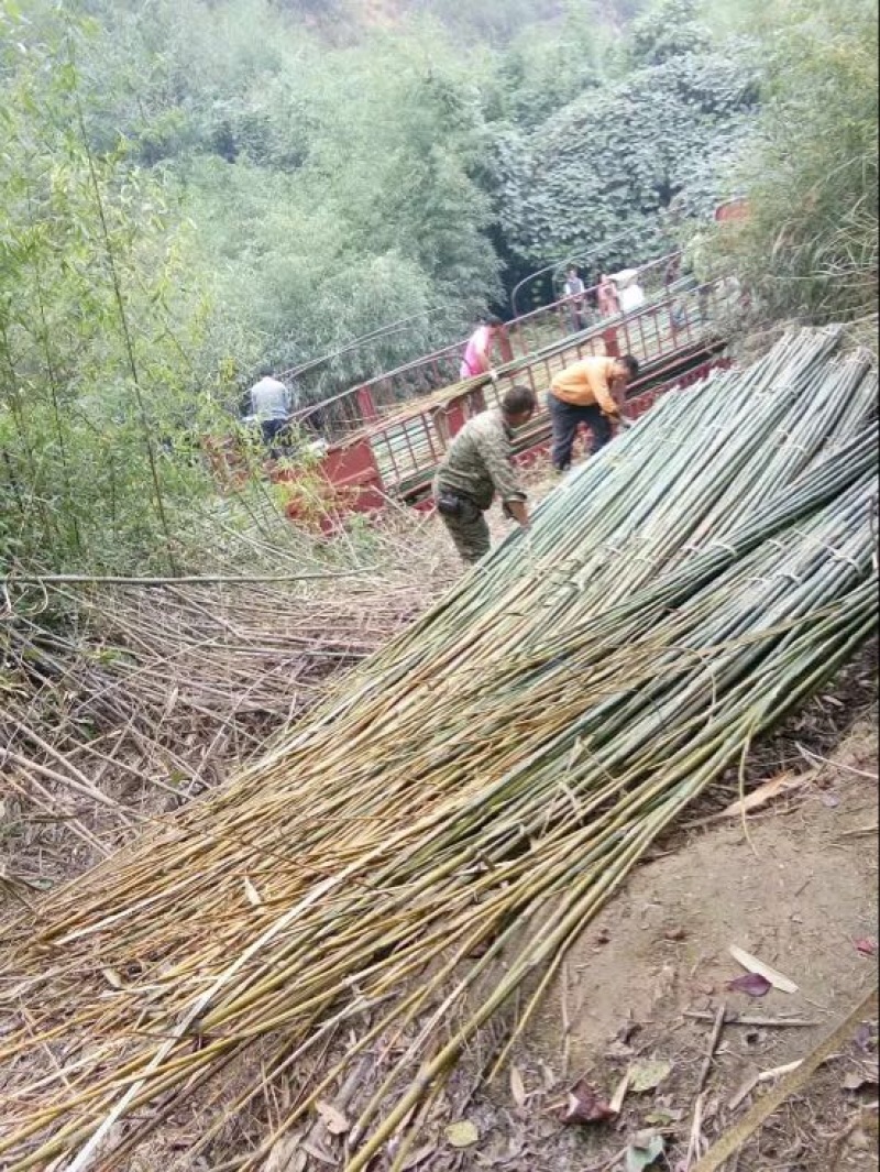 竹竿大棚竹竿竹苗常年供应价格便宜诚信合作