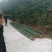 竹竿大棚竹竿竹苗常年供应价格便宜诚信合作
