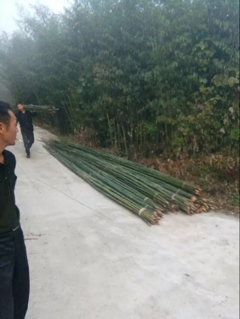 竹竿大棚竹竿竹苗常年供应价格便宜诚信合作