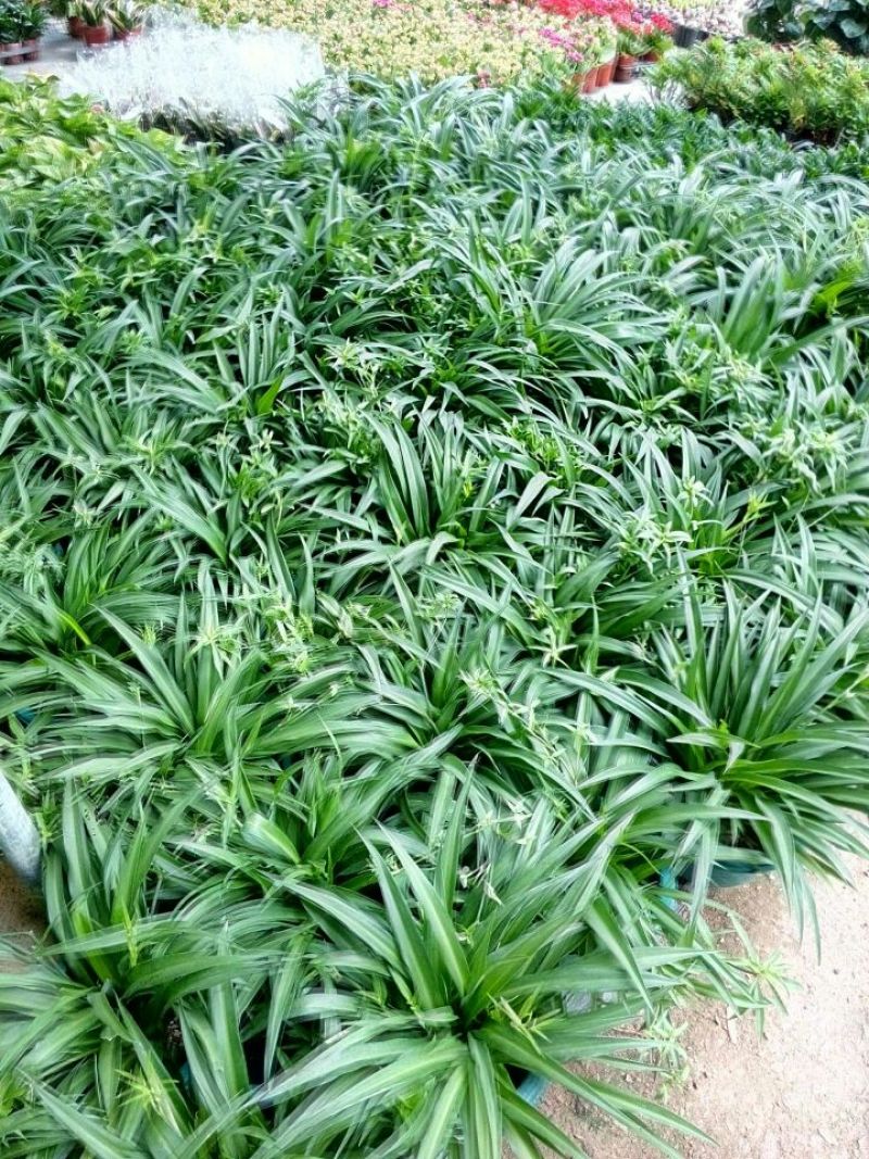 吊兰30cm以下