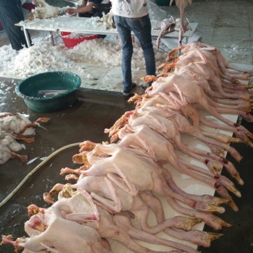 鹅肉散装