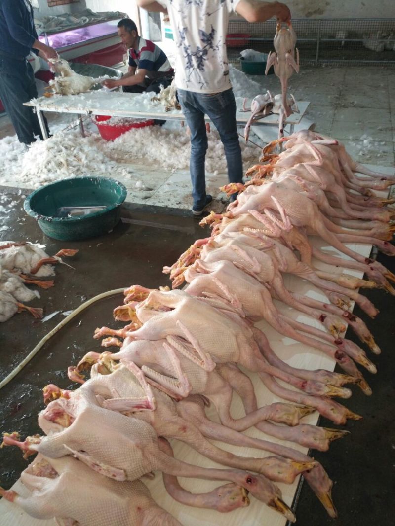 鹅肉散装