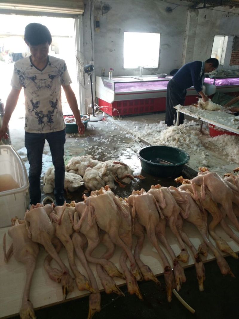 鹅肉散装