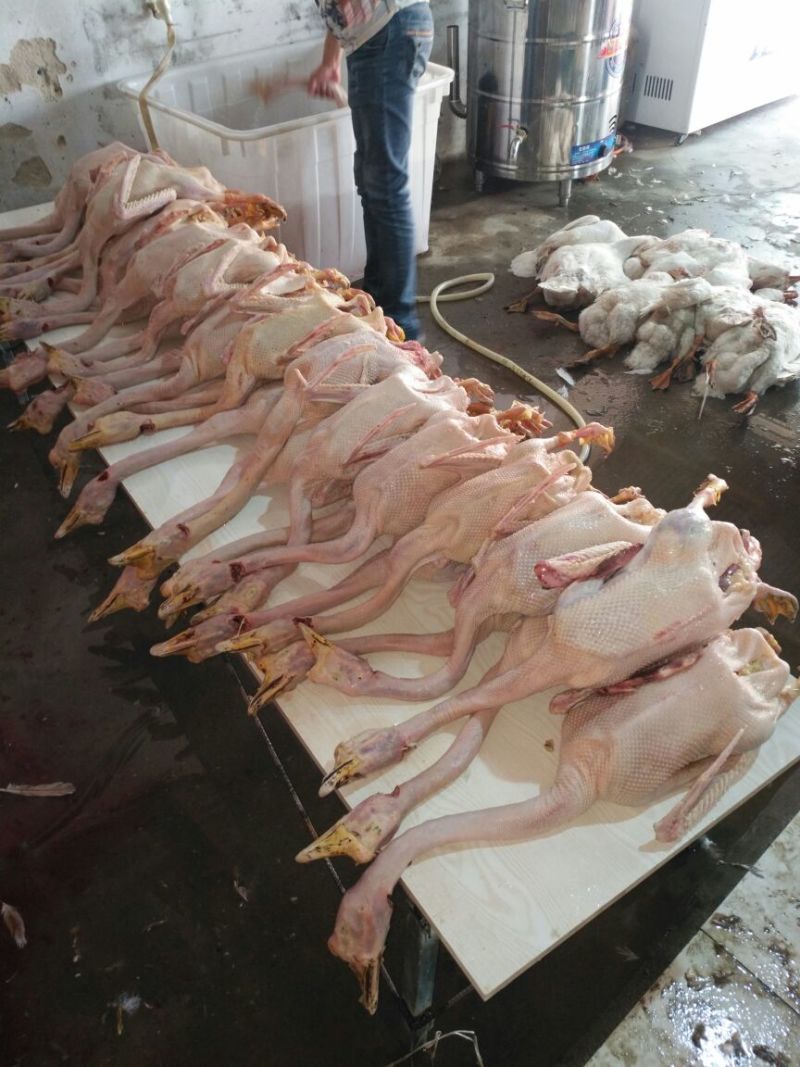 鹅肉散装