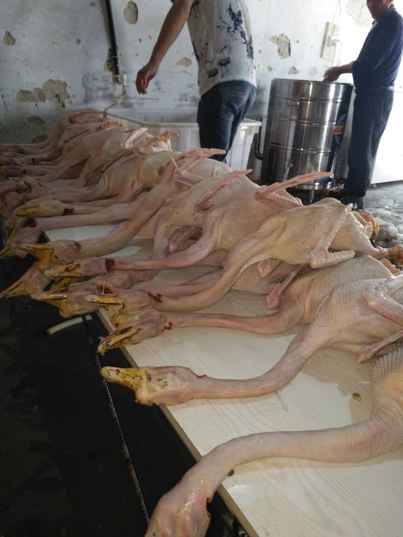 鹅肉散装