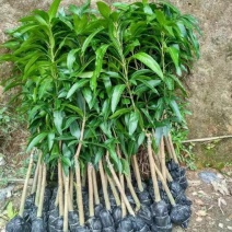 金煌芒桂七红贵妃台农四季蜜芒果树苗嫁接苗今年种明年结