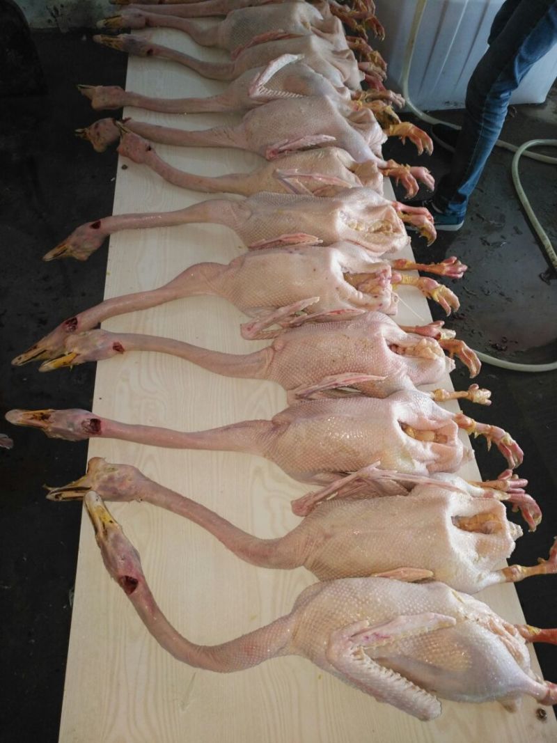 鹅肉散装