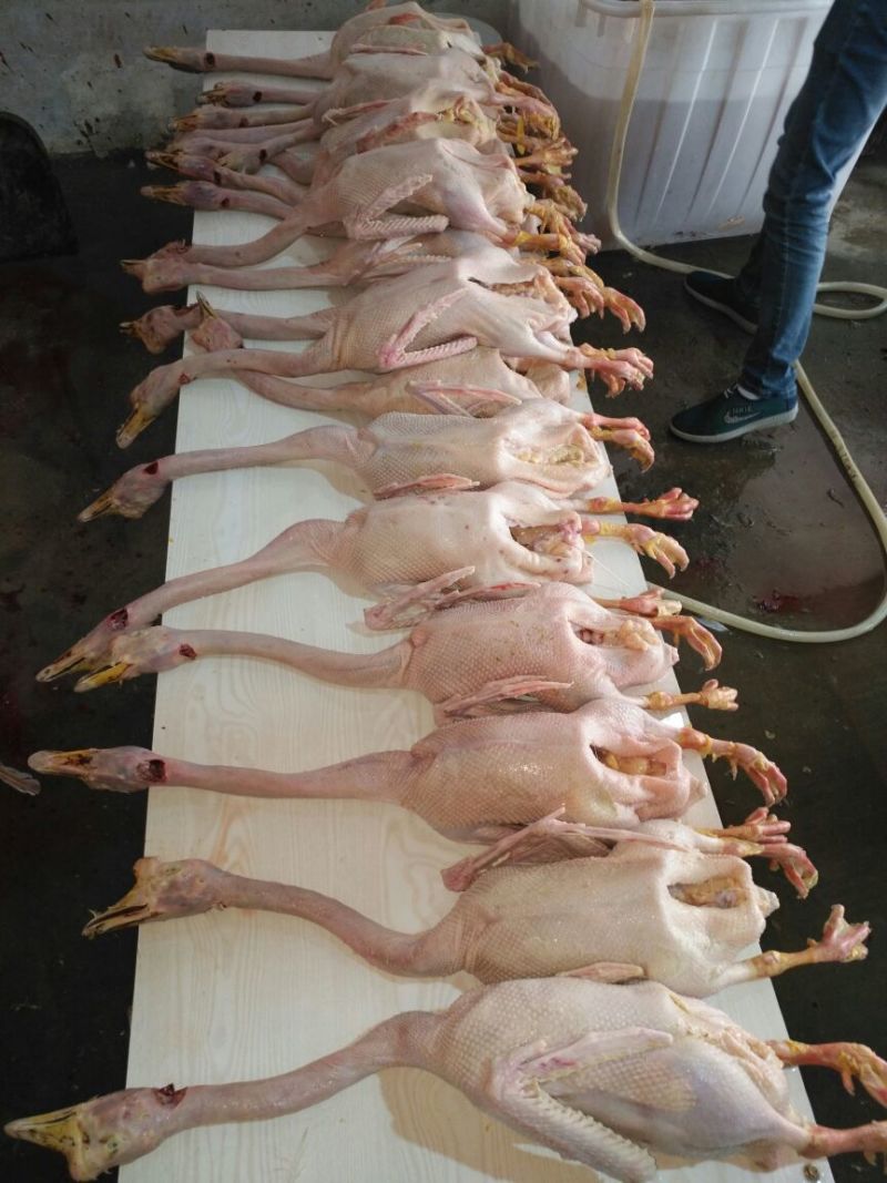 鹅肉散装