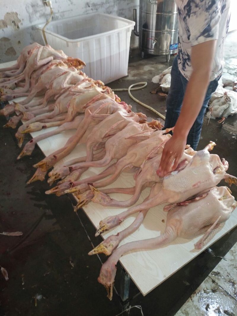 鹅肉散装