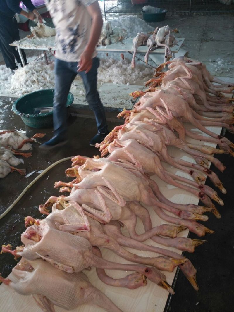鹅肉散装