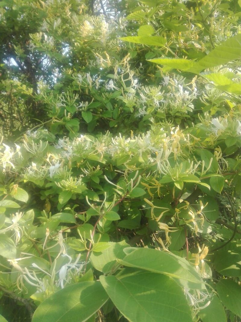 金银花统花