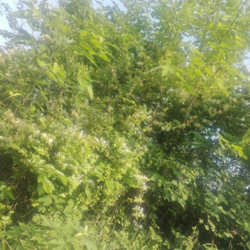 金银花统花