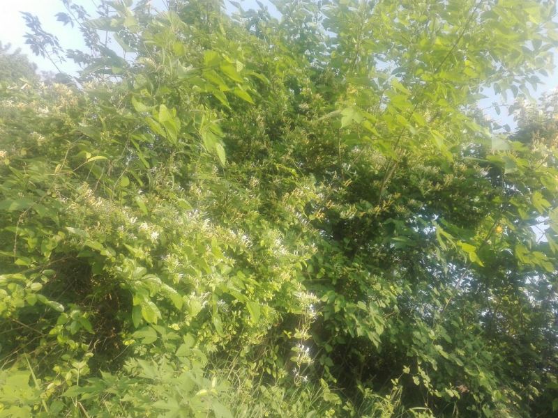 金银花统花