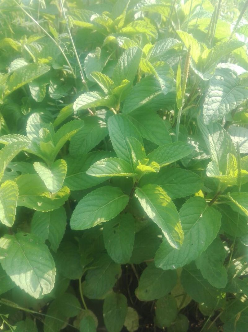 薄荷全草统