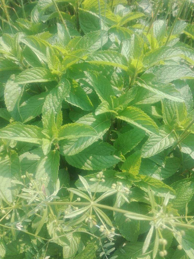 薄荷全草统