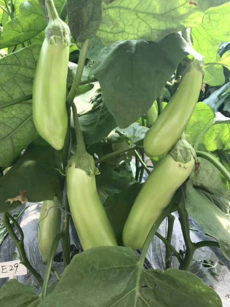 茄子苗