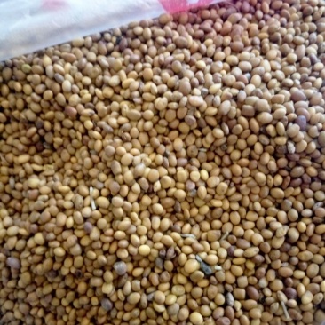 苦豆子，宁夏盐池县苦豆籽