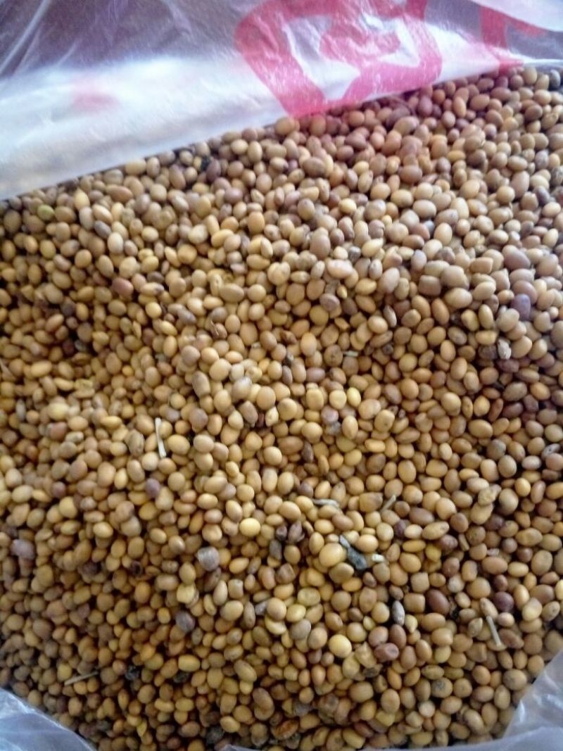 苦豆子，宁夏盐池县苦豆籽