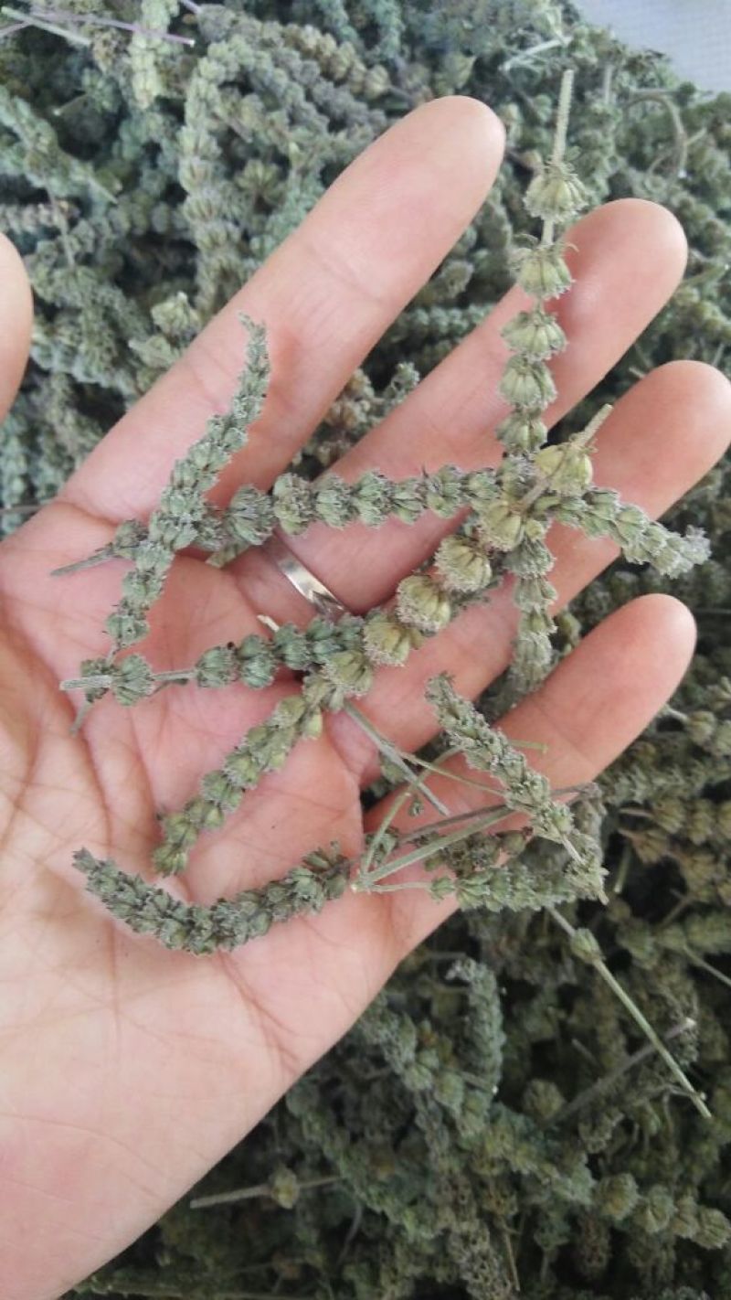 荆芥穗各种中药材批发质量保证产地直销