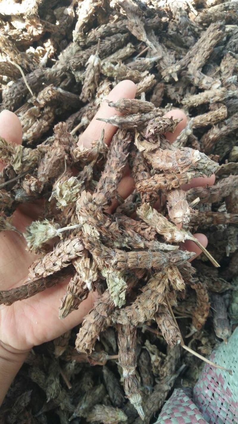 夏枯球各种中药材批发质量保证产地直销