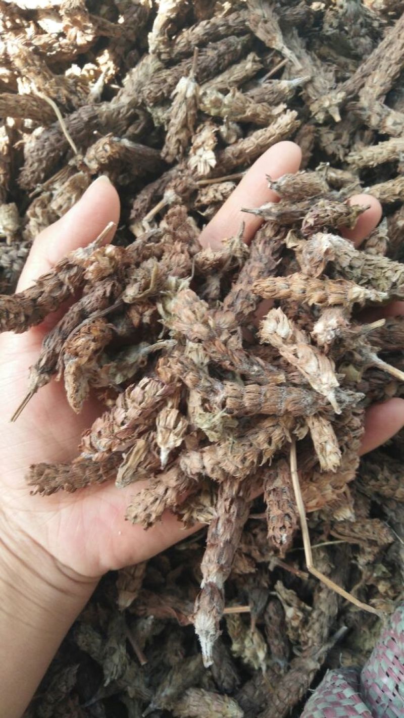夏枯球各种中药材批发质量保证产地直销