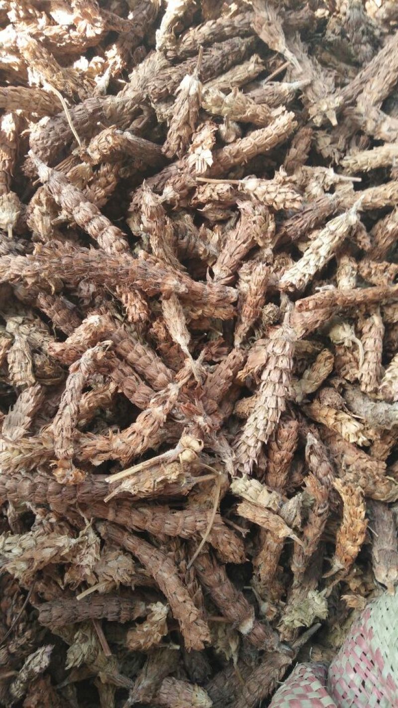 夏枯球各种中药材批发质量保证产地直销