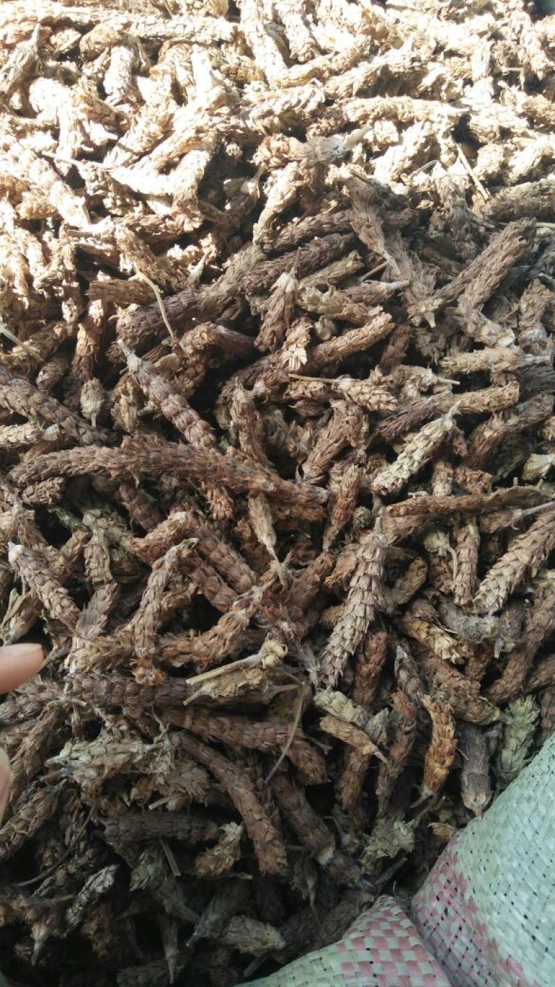 夏枯球各种中药材批发质量保证产地直销