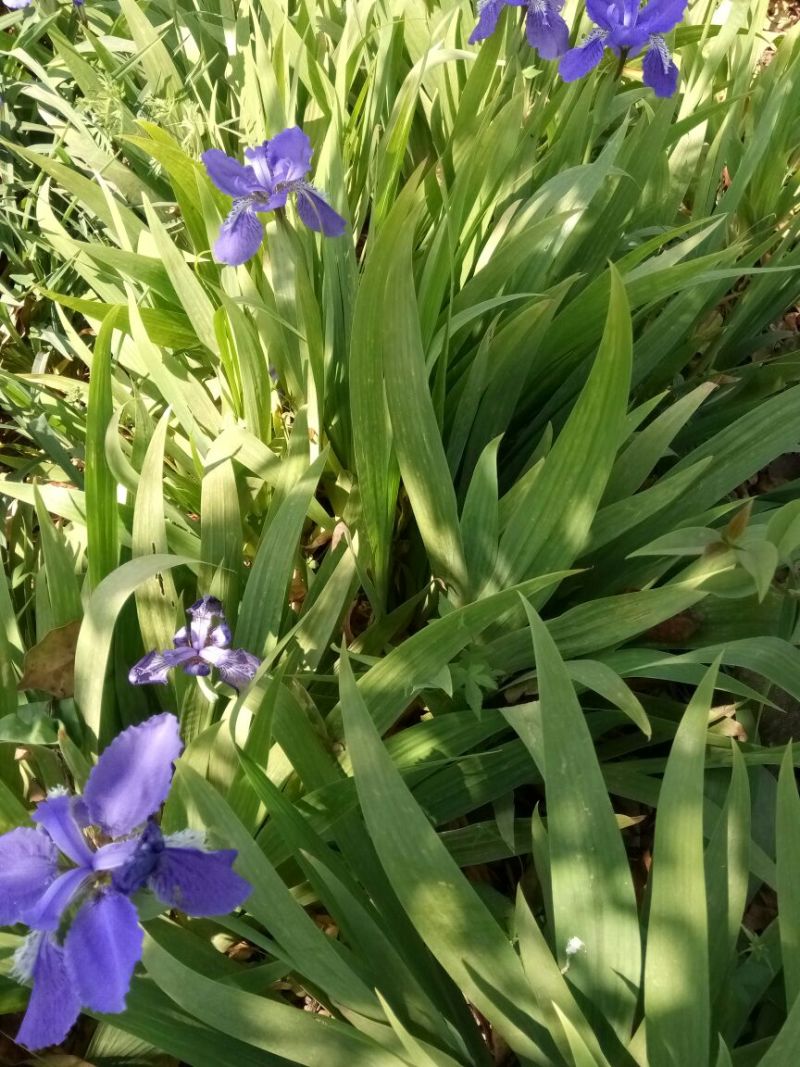 蝴蝶兰苗10~20cm，那位老板需要的联系我